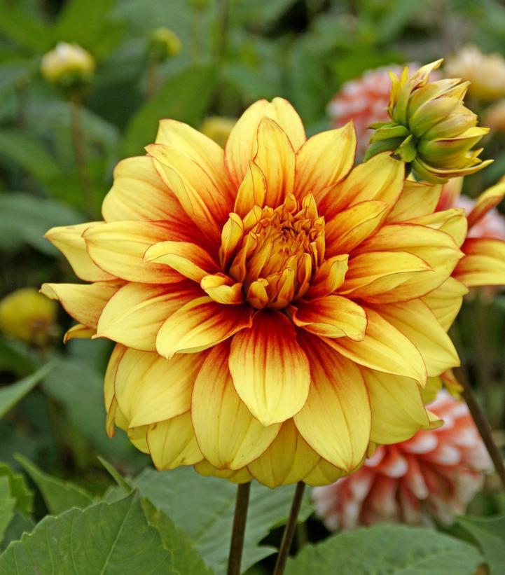 12" Dahlia 'Dazzling Magic' Dazzling Magic Dahlia  (YELLOW/RED) 1014605