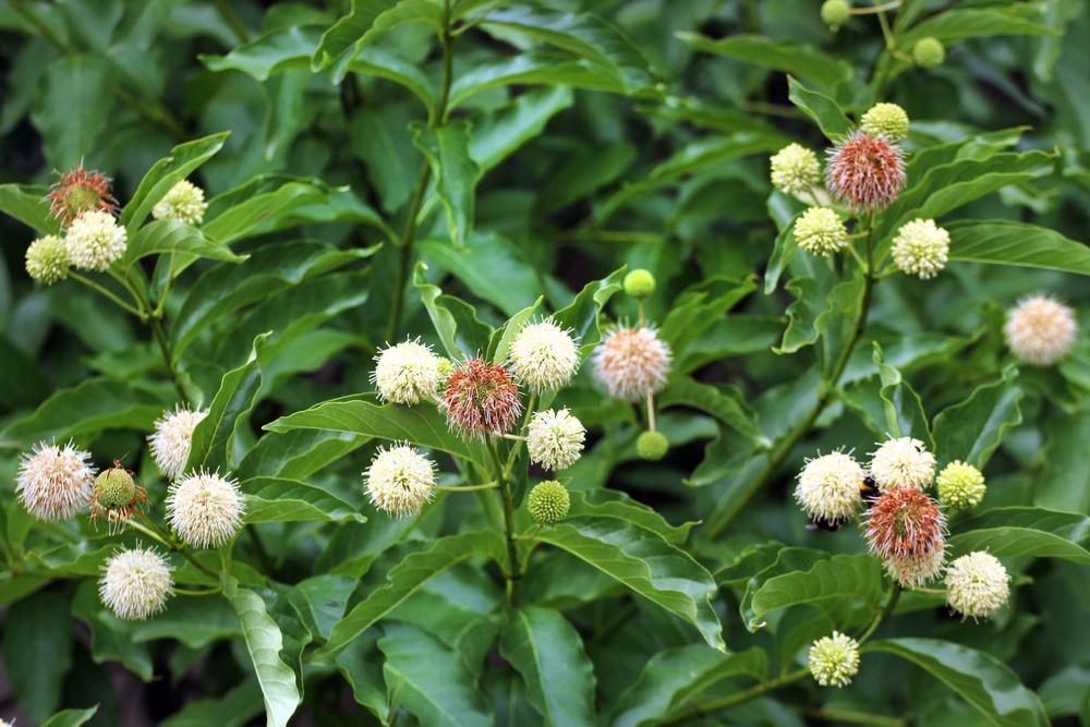 Cephalanthus occidentalis 'Sugar Shack' Sugar Shack® Buttonbush: Patent PPAF#3 Buttonbush