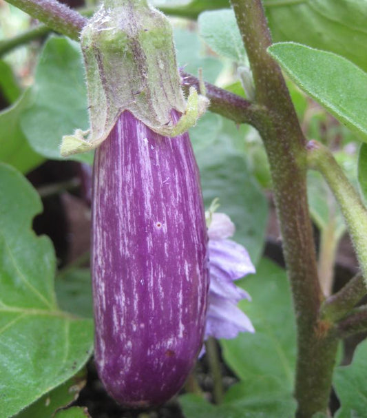 1G Eggplant 'Fairy Tale' Fairy Tale Eggplant 1004968
