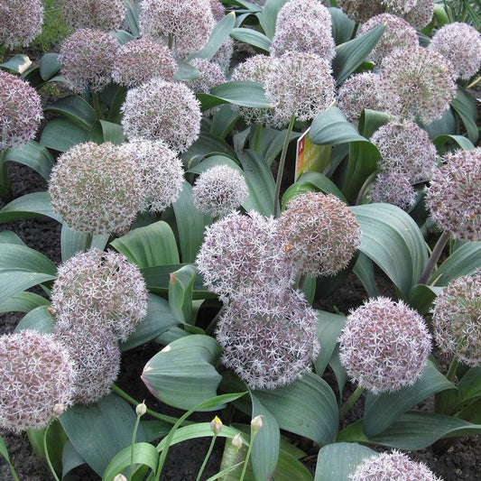 1G Allium karataviense Turkistan Ornamental Onion 1012386 DISSVF