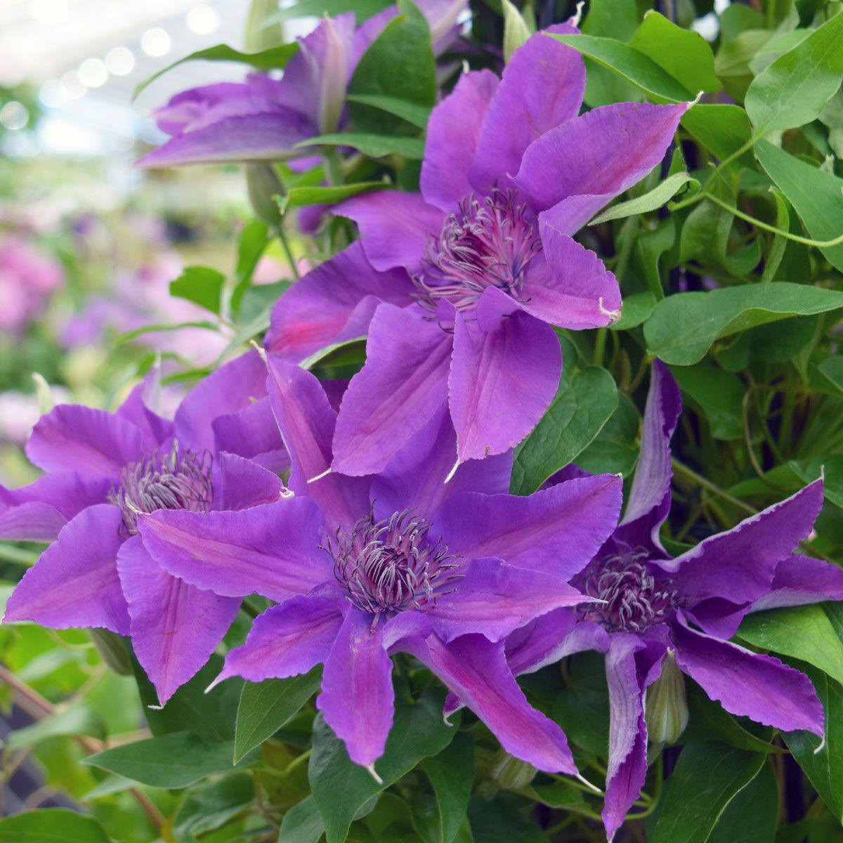 8" Clematis Edda™ ('evipo074') Edda™ Clematis 1007263