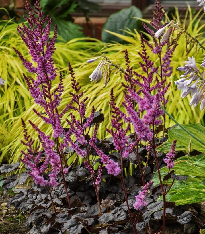 2G Astilbe "Dark Side of the Moon" 1021111