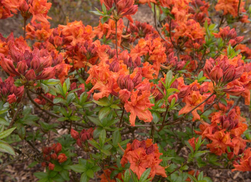 2G Azalea 'Gibraltar' Gibraltar Azalea 1000012