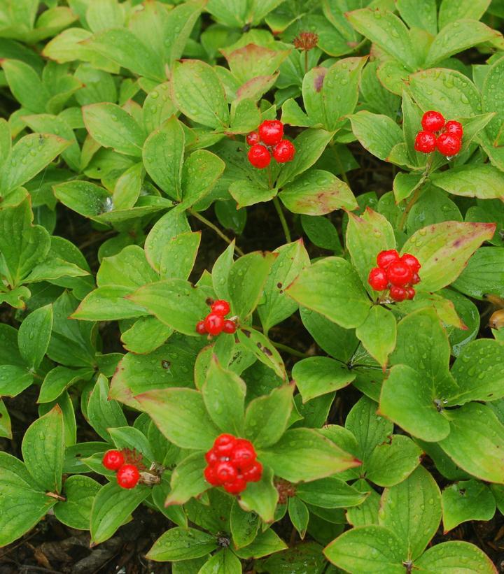 1G CORNUS CANADENSIS (Bunchberry Dogwood) 1002185