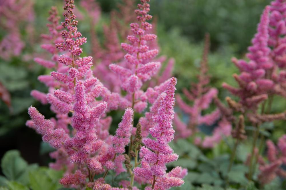 2G Astilbe chinensis 'Visions' Visions Chinese Astilbe 1001566