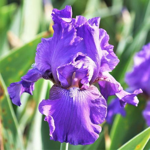 1G Iris germanica 'His Royal Highness' Tall Bearded Iris 1013108