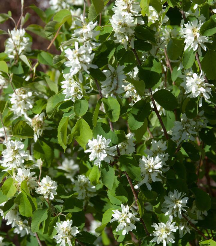 AMELANCHIER ALNIFOLIA `STANDING OVATION` ('Obelisk') (Juneberry) Serviceberry 1005418