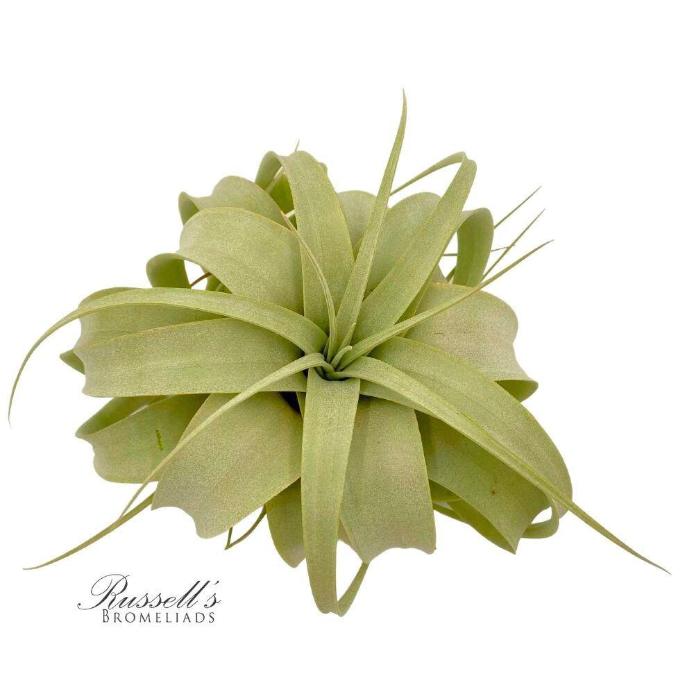 Xerographica 5"-7" Air Plant PL0135