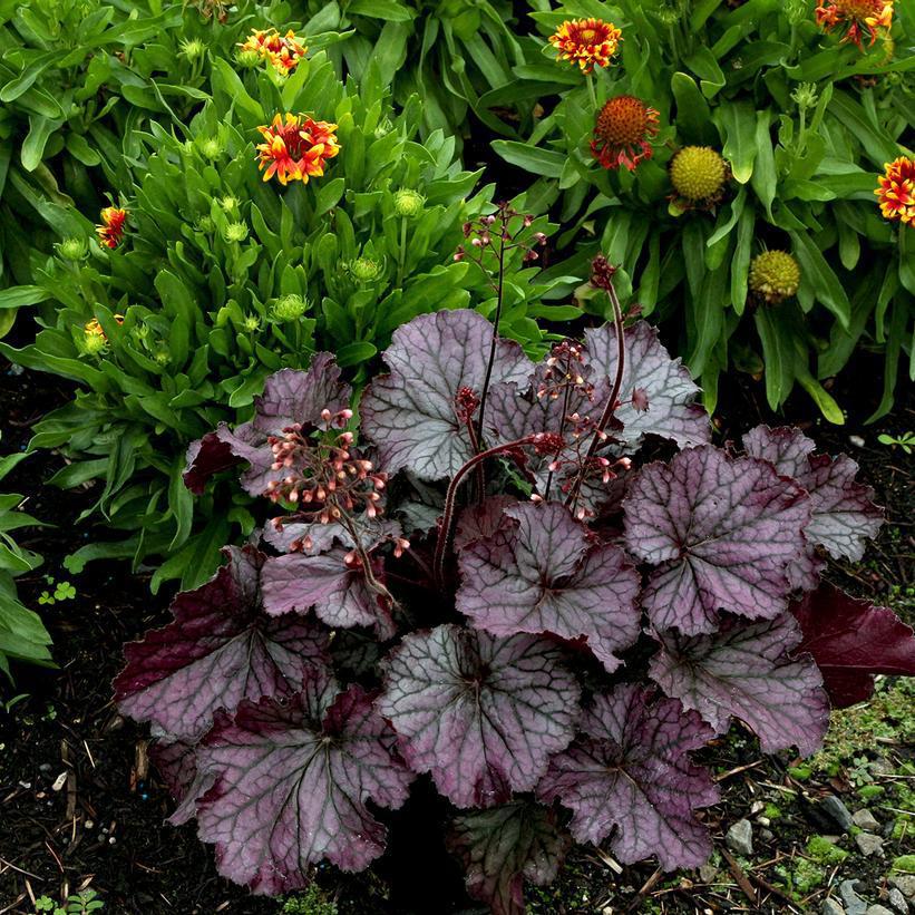 8" Heuchera Northern Exposure™ Purple Northern Exposure™ Purple Coral Bells: Patent PP30,568 1011824