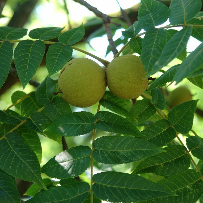 3g  Juglans nigra Black Walnut 1010513