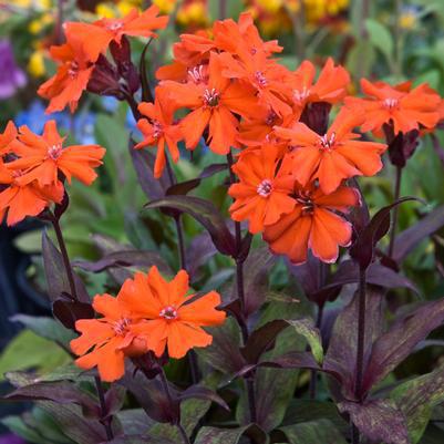 1G Lychnis arkwrightii 'Orange Gnome' Orange Gnome Arkwright's Campion 1012249