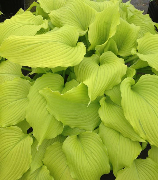 8" Hosta 'Dancing Queen' Dancing Queen Plantain Lily 1010687