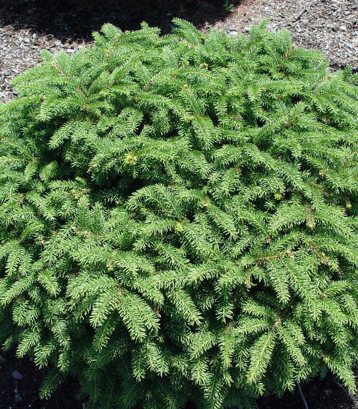 3G Picea abies 'Nidiformis' Birds Nest Norway Spruce 1000020