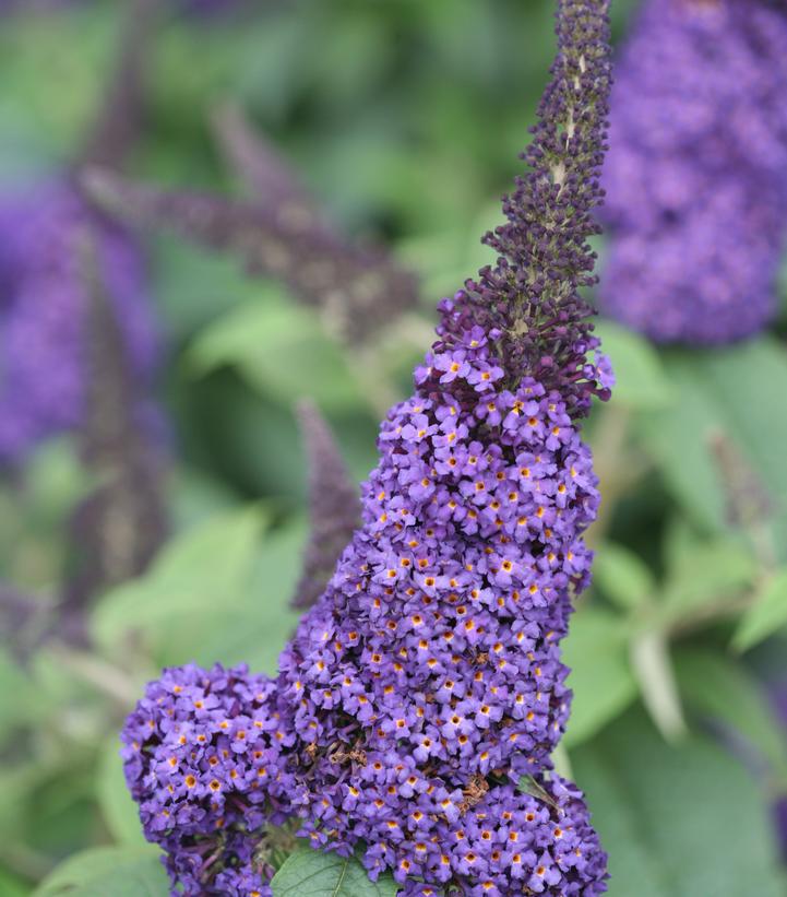 3G Buddleia 'Pugster Blue' ('SMNBDBT') Pugster Blue® Butterfly Bush: Patent PP28,794 1009190