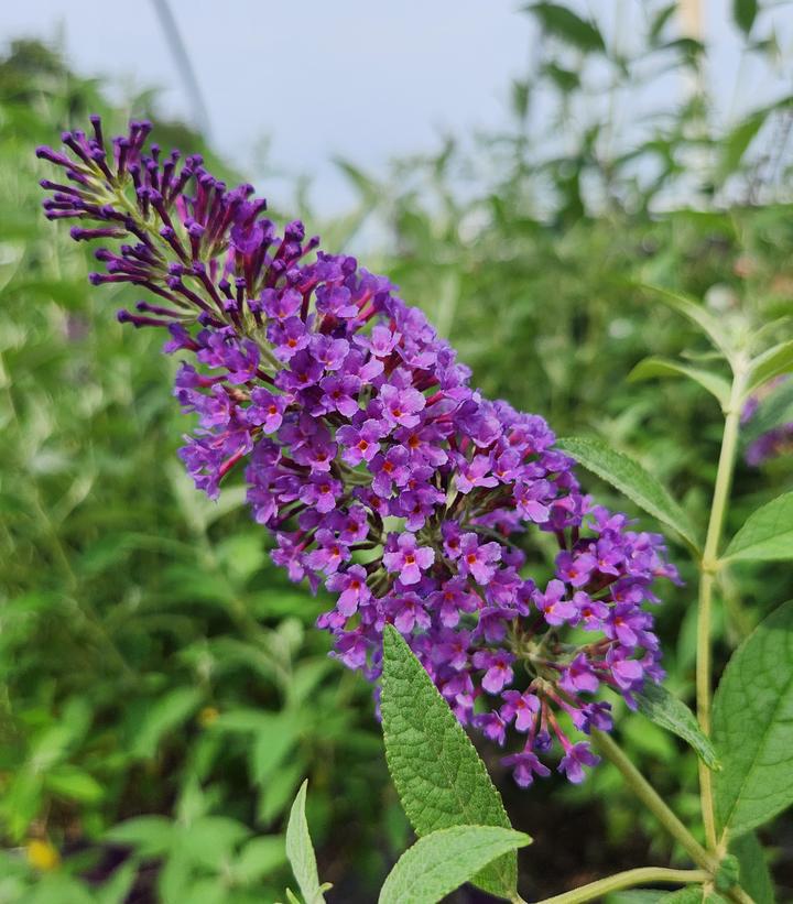 3G Buddleia davidii 'Psychedelic Sky' ('PIIBD-III') Psychedelic Sky™ Butterfly Bush: Patent PP26,306 1013525