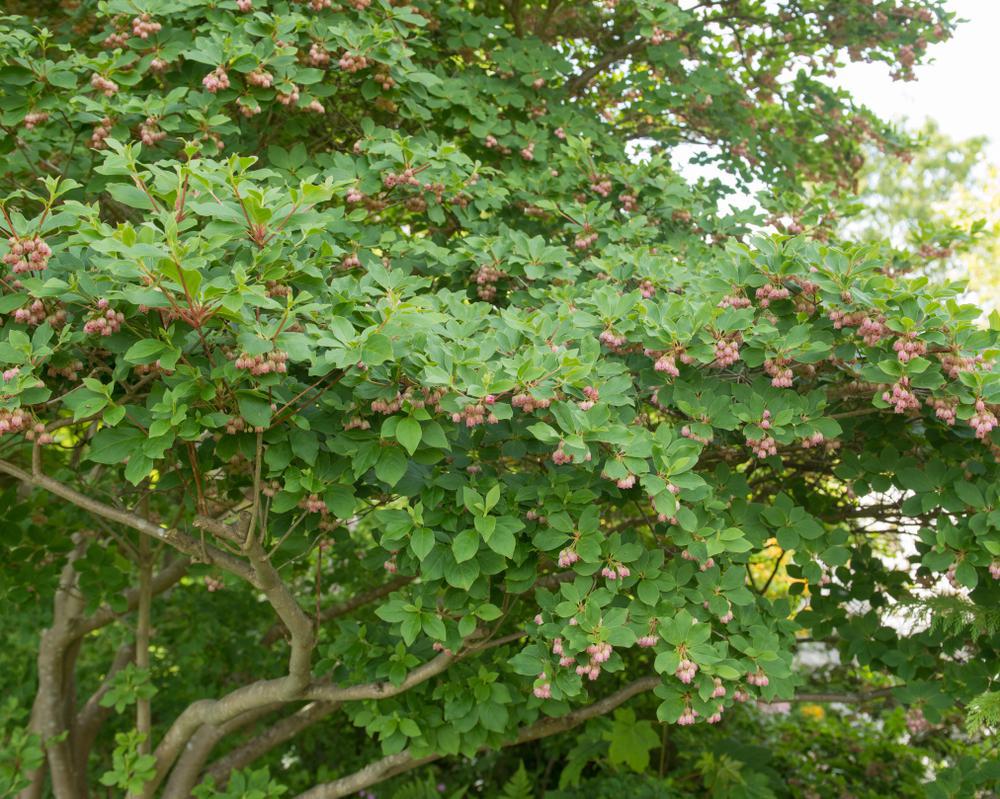 3G Enkianthus campanulatus Redvein Enkianthus Common Name‎: ‎furin-tsutsuji