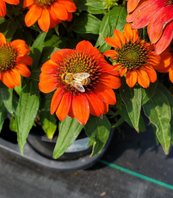 1G Echinacea Sombrero® 'Fiesta Orange' Fiesta Orange Coneflower 1013369