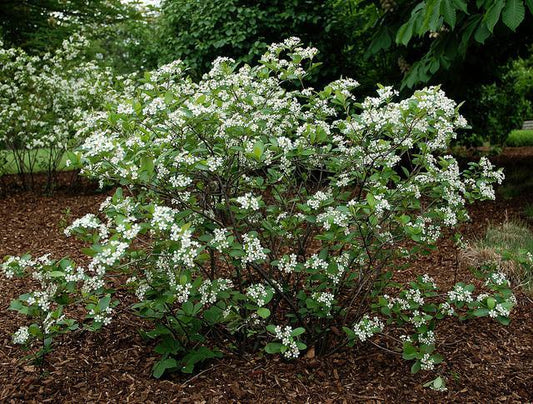 Aronia melanocarpa 'Iroquois Beauty' ('Morton') Iroquois Beauty™ Black Chokeberry  #3