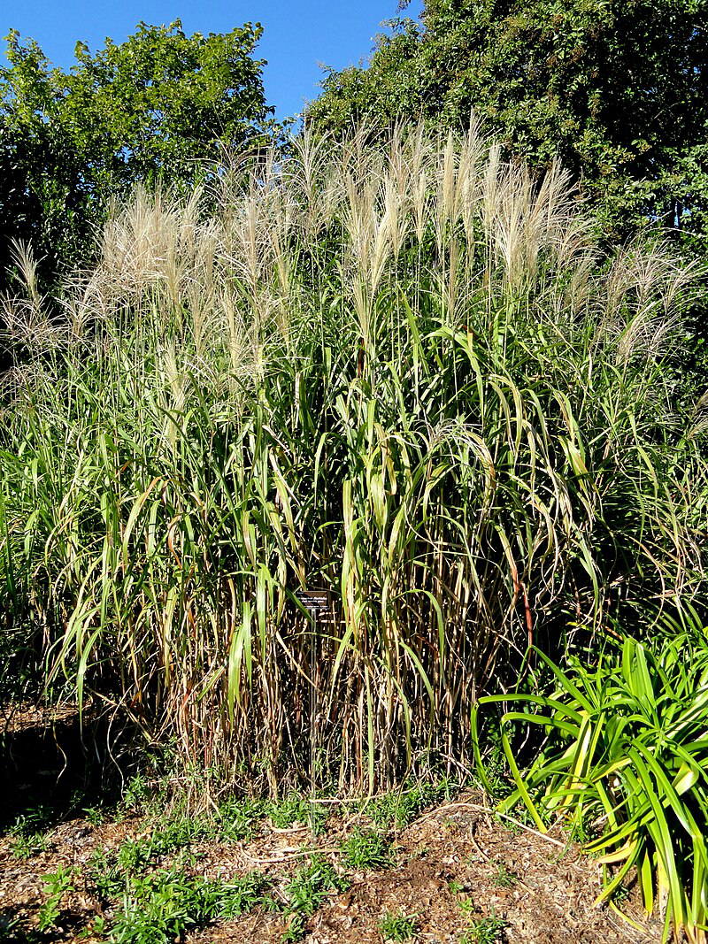 5G MISCANTHUS FLORIDULUS Giant Silver Grass 1002460