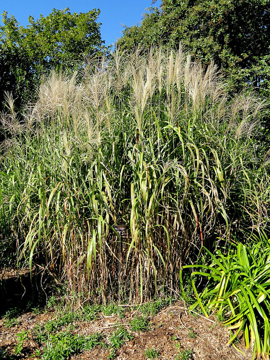 5G MISCANTHUS FLORIDULUS Giant Silver Grass 1002460