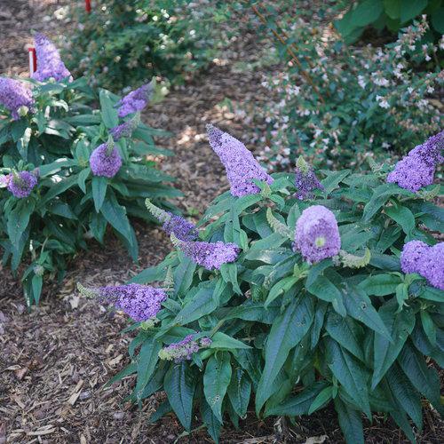 3G Buddleia Pugster Butterfly Bush 'Amethyst' ('SMNBDL') Pugster® Amethyst Butterfly Bush: Patent PPAF 1010102