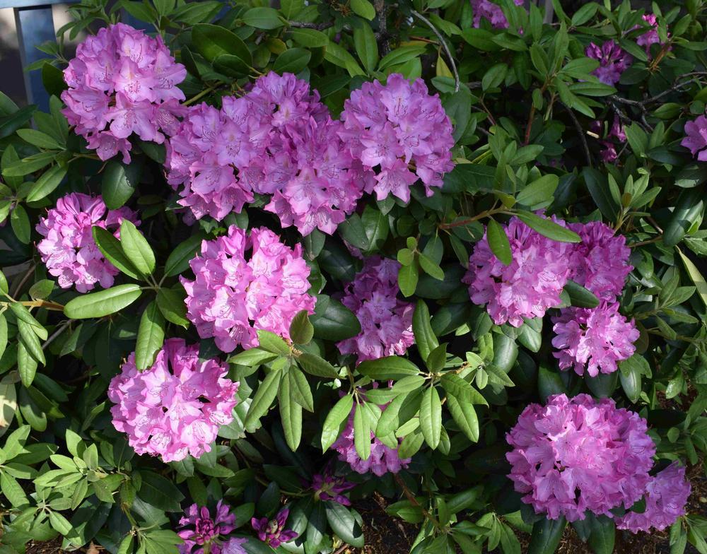 Rhododendron 'Purple Passion' Purple Passion Rhododendron