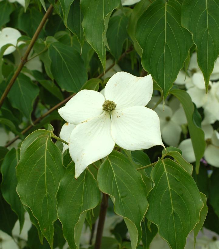 7G Cornus Kousa 'Milky Way'  Dogwood 1002302