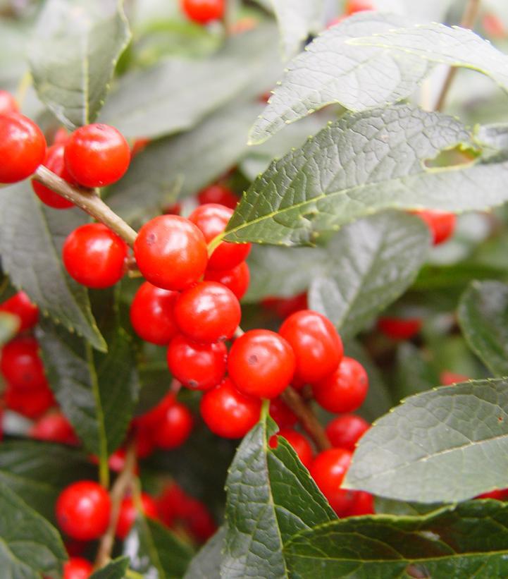 3G Ilex verticillata 'Berry Heavy' Berry Heavy® Winterberry (Female -Berries, Pollinator is Jim Dandy) 1003722