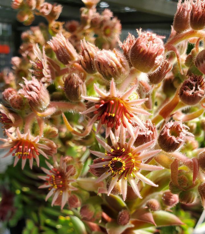 1G Sempervivum 'Ruby Heart' Red Heart Hens and Chicks 1005537