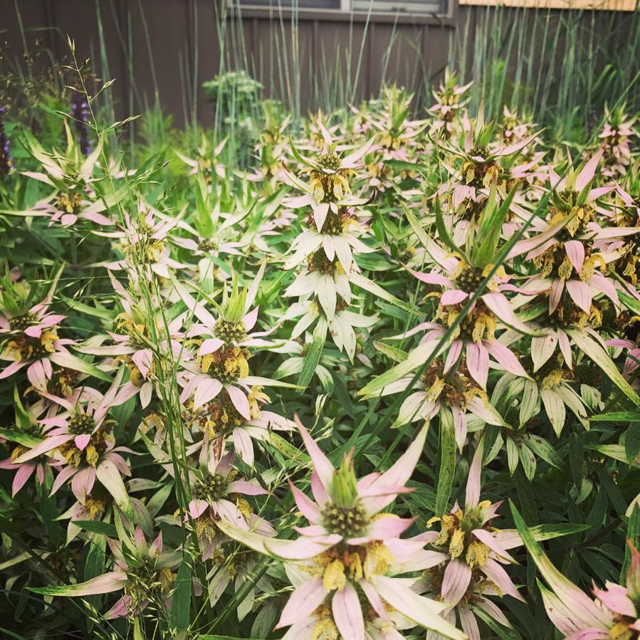 2G Monarda punctata 'BeeBop' Dotted Horsemint 1011952