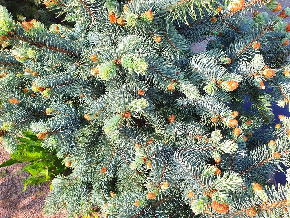 Picea pungens 'Fat Albert' Fat Albert Blue Spruce