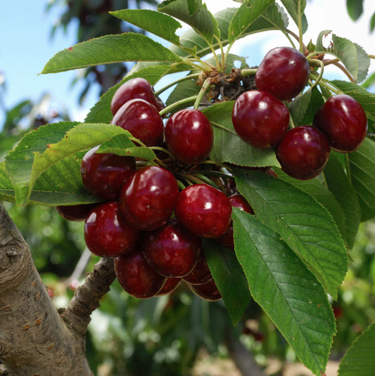 5G Sweet Cherry Tree - Lapins - 5440