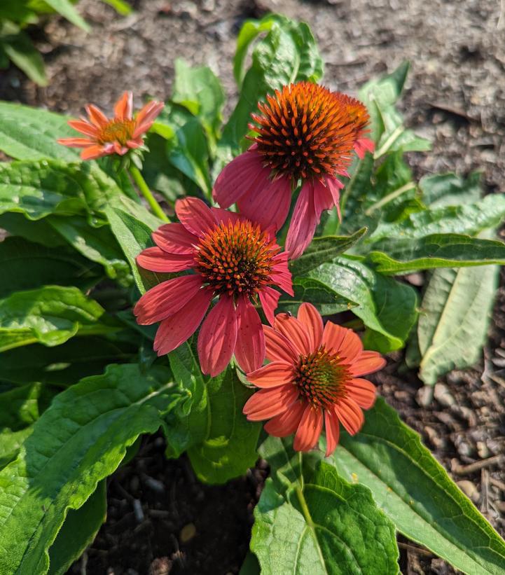 1G Echinacea 'Artisan Red Ombre' Artisan™ Red Ombre Coneflower: Patent PP32,735 1013192