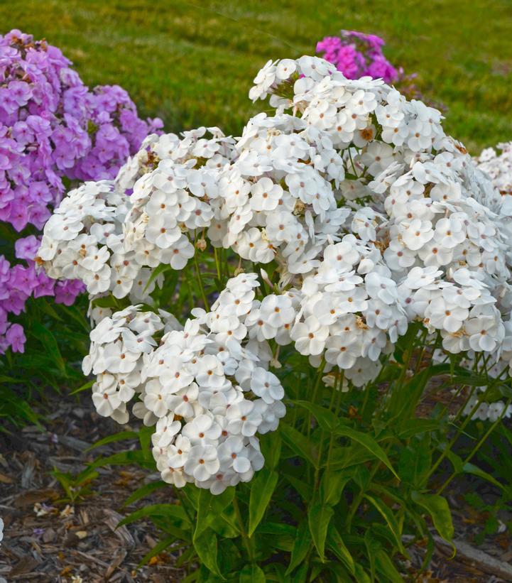 1G Phlox hybrid 'Opening Act White' Opening Act White Garden Phlox: Patent PPAF 1008778