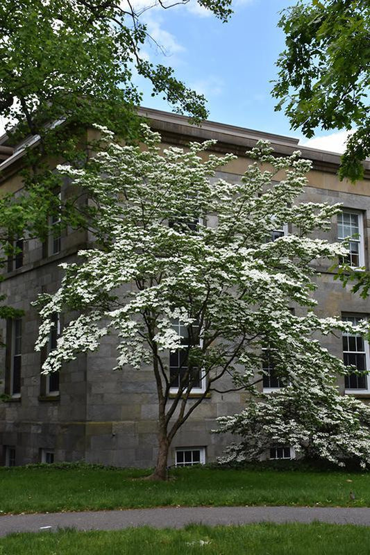 7G Cornus X 'Celestial' ('Rutdan') Celestial Dogwood 1014782