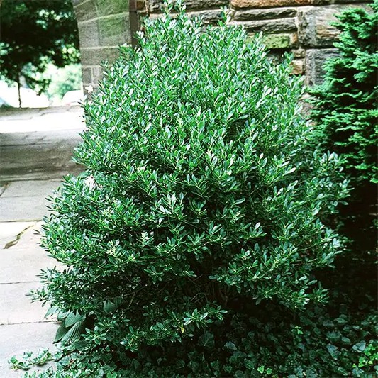 3G Ilex glabra 'Densa' Densa Inkberry 1001866