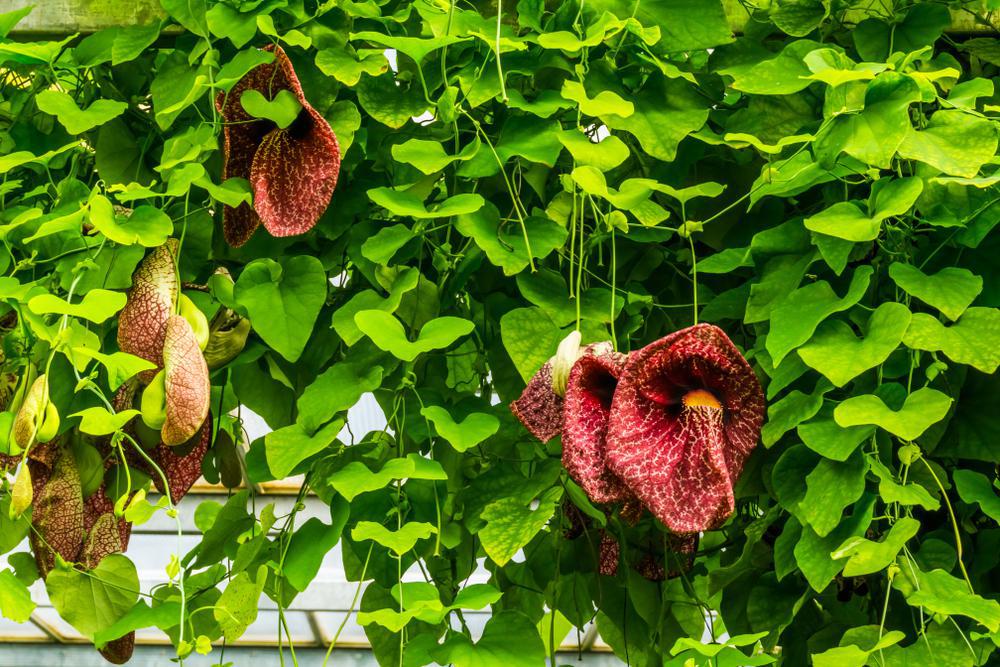 1G ARISTOLOCHIA MACROPHYLLA Dutchman's Pipe 1003618