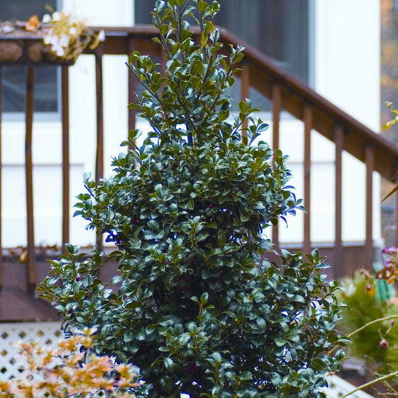 10G ILEX X MESERVEAE `CASTLE SPIRE` Castle Spire® Holly 1005805