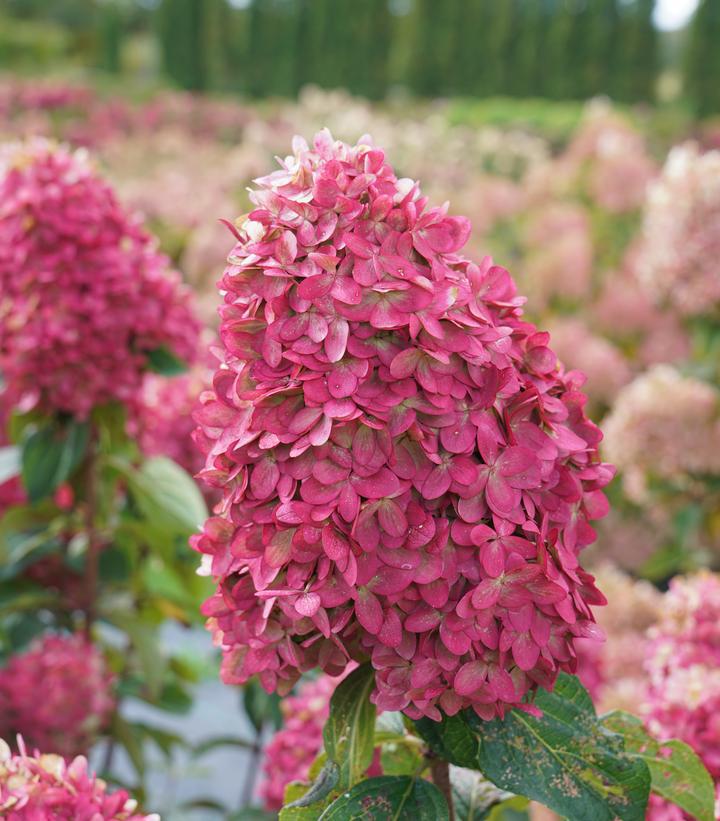 8" Hydrangea pan. 'Limelight Prime' ('SMNHPH') Limelight Prime® Panicle Hydrangea: Patent PP32511 1014145