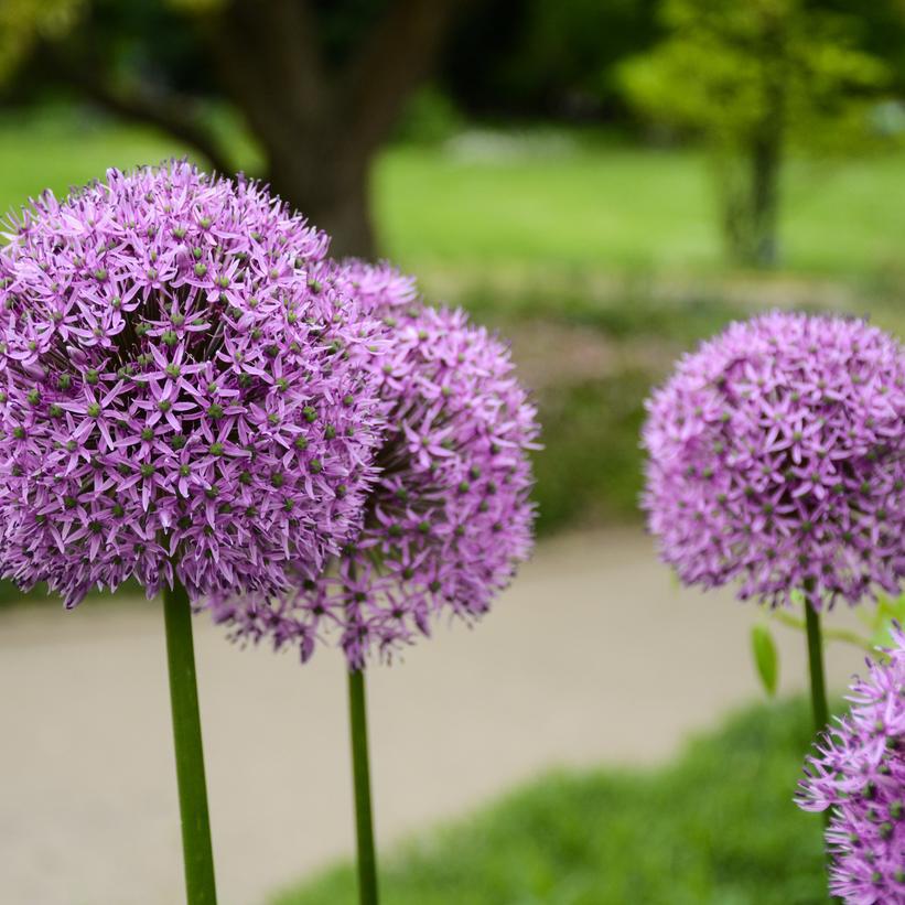 1G Allium christophii Star of Persia 1012385