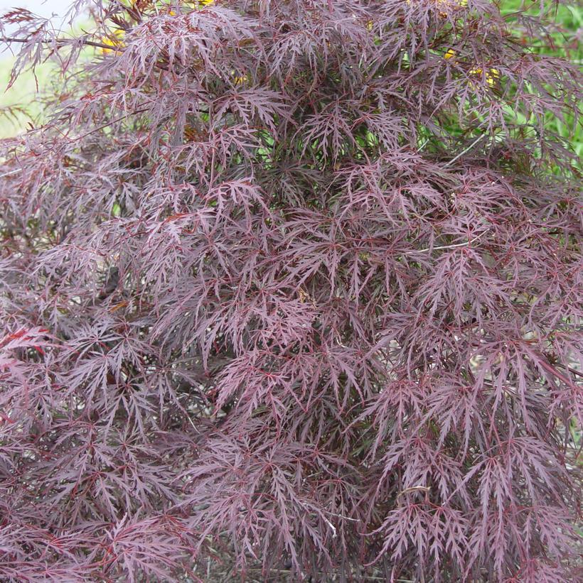 15G ACER PALMATUM DISECTUM TAMUKEYAMA Laceleaf Weeping Japanese Maple