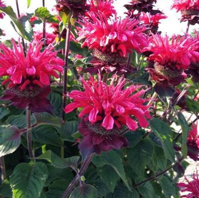 8" Monarda Bee-You® 'Bee Happy' Bee Happy Beebalm: Patent PP29,080 1012276