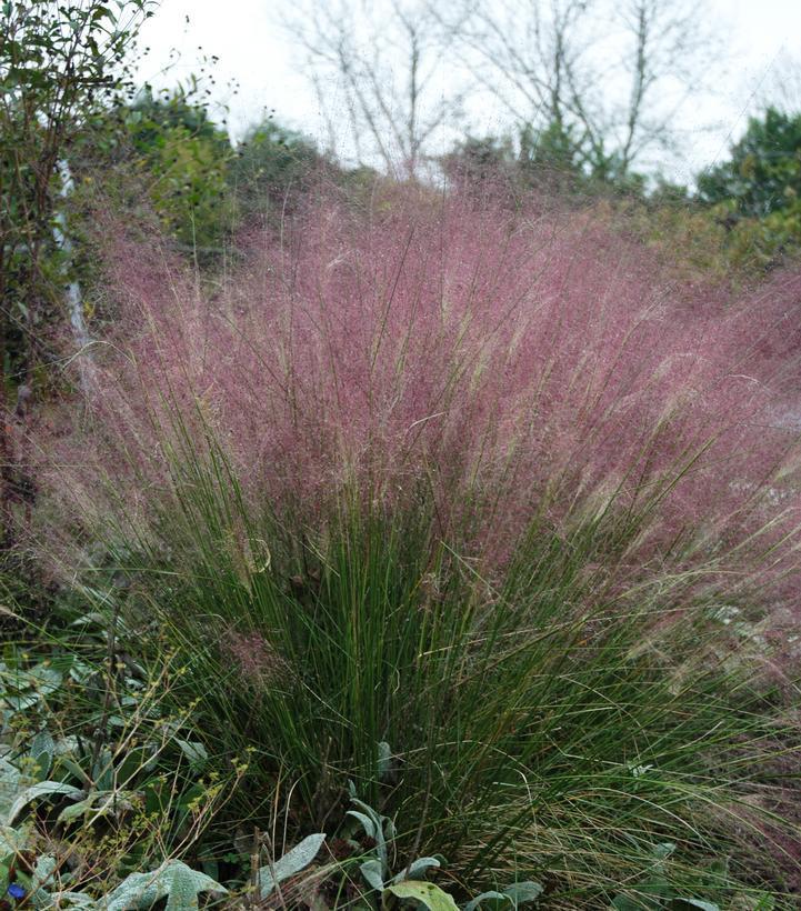 Perennial Grasses (Outdoor)
