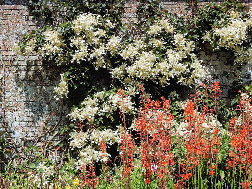 Schizophragma hyd. 'Moonlight' Moonlight False Climbing Hydrangea