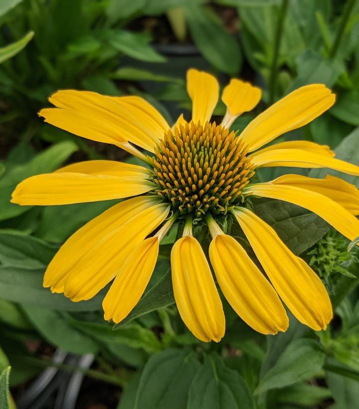 2G Echinacea hybrid Color Coded™ 'Yellow My Darling' Yellow My Darling Coneflower