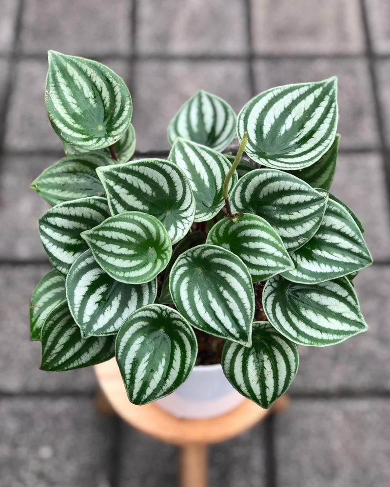 6" HB Peperomia Argyreia Watermelon