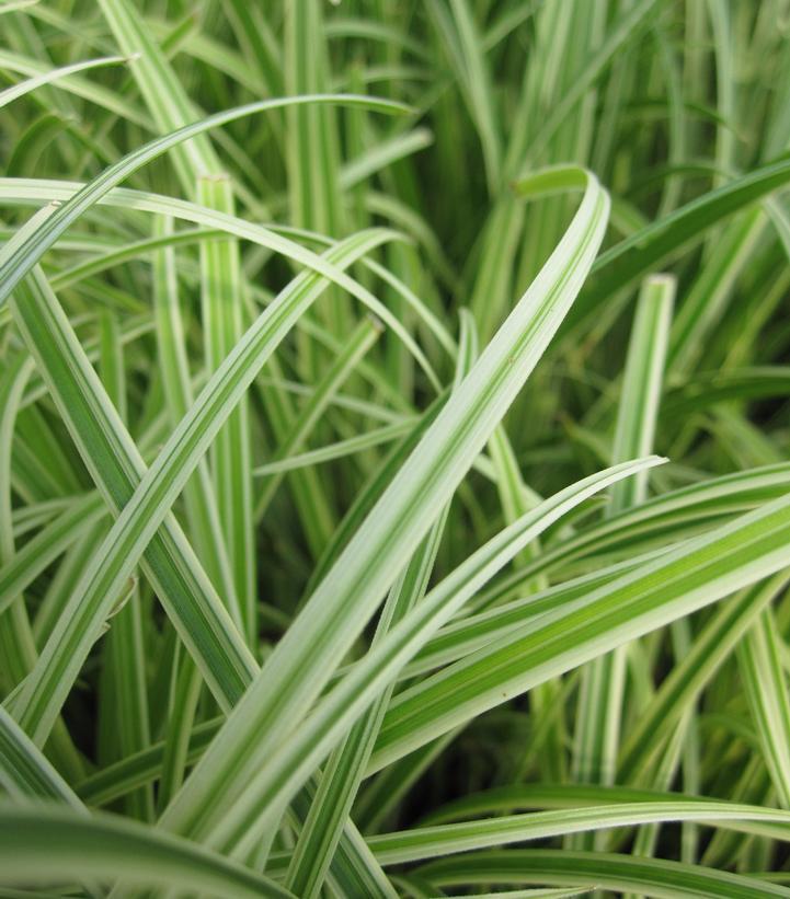 1G Carex morowii 'Silver Sceptre' Silver Sceptre Sedge 1002362