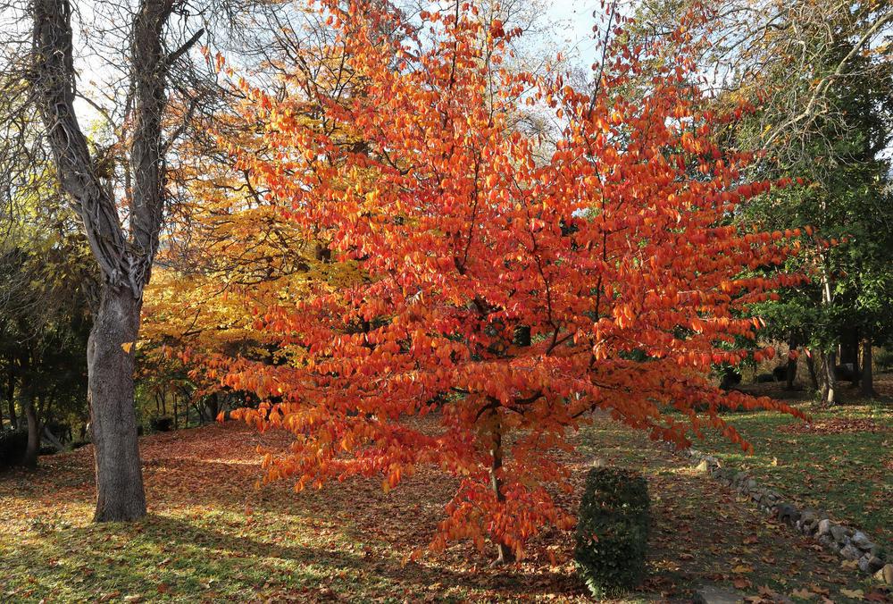 7G Parrotia persica 'Persian Spire' ('JLColumnar') Persian Spire™ Upright Ironwood: Patent PP24,951