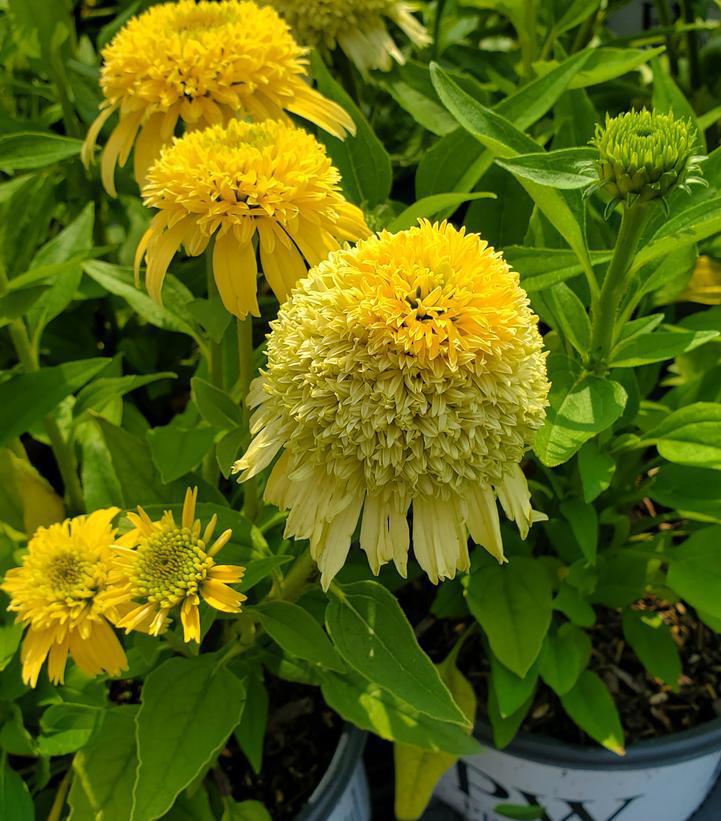 1G Echinacea hybrid 'Butter Pecan' Double Coded™ Butter Pecan Coneflower: Patent PP35,141 1020329