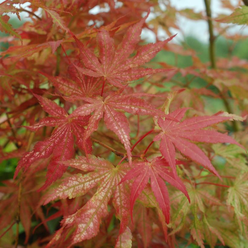 3G Acer palmatum Peaches & Cream Japanese Maple Acer Palmatum Laceleaf